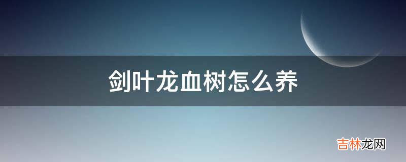 剑叶龙血树怎么养?