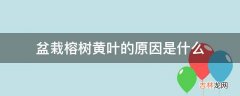 盆栽榕树黄叶的原因是什么?