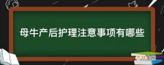 母牛产后护理注意事项有哪些?