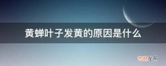 黄蝉叶子发黄的原因是什么?