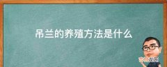 吊兰的养殖方法是什么?