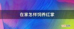 在家怎样饲养红掌?