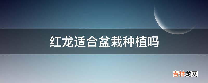 红龙适合盆栽种植吗?