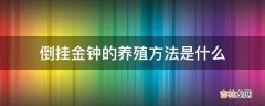 倒挂金钟的养殖方法是什么?