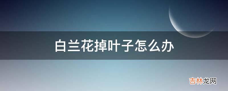 白兰花掉叶子怎么办?