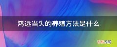 鸿远当头的养殖方法是什么?