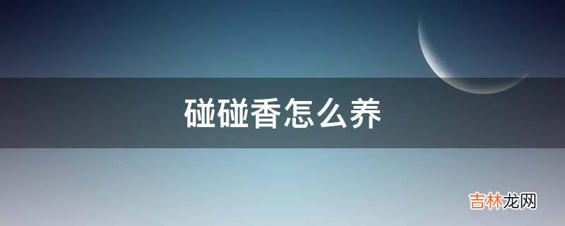 碰碰香怎么养?