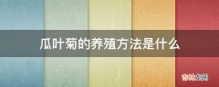 瓜叶菊的养殖方法是什么?