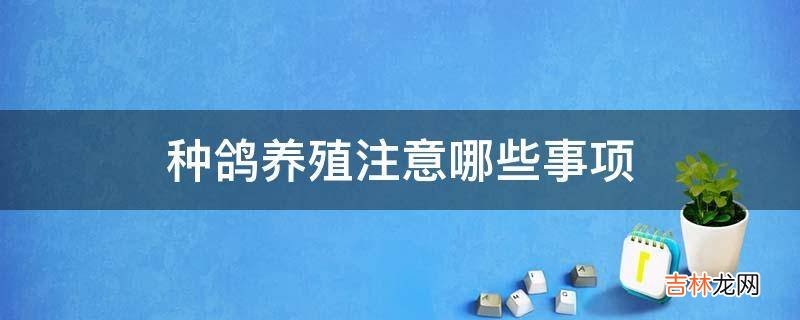 种鸽养殖注意哪些事项?