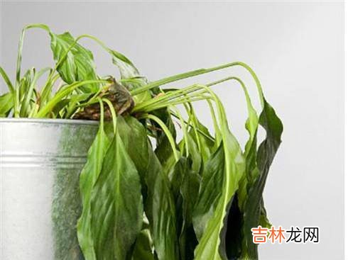 如何检测新房子的甲醛含量?