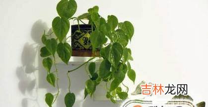 怎样快速去除甲醛?