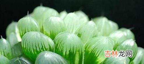 玉露如何养殖长得好?