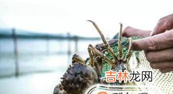 阳澄湖大闸蟹哪个牌子好网购阳澄湖大闸蟹注意?