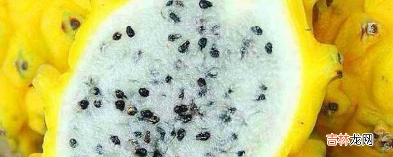 pitahaya是什么水果