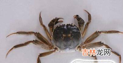 如何分辨螃蟹的公母以及如何挑选?