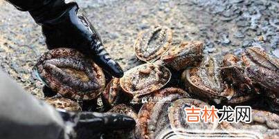 鲍鱼挑选的小窍门?