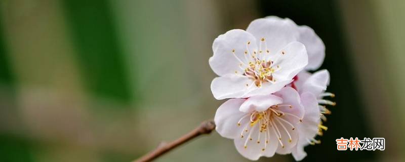 梅花由来