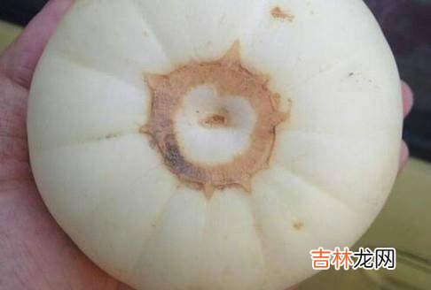如何挑选出又甜又脆的小白瓜?