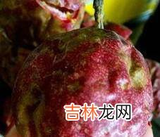 怎样挑选百香果?