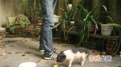 荷兰猪臭怎么办如何让荷兰猪味道小一些?