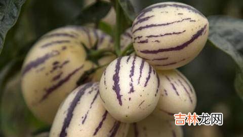 怎么才能挑选到美味的人参果?