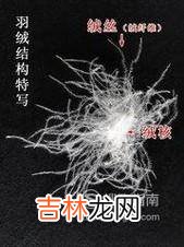 如何辨别羽绒服的真假?