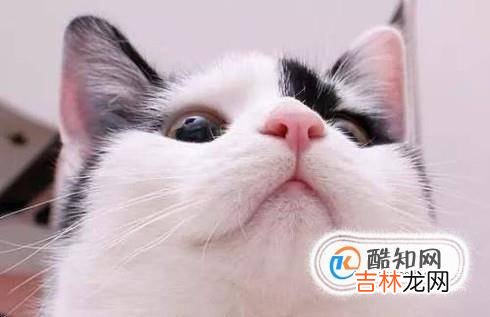 怎么判断小猫是否健康?