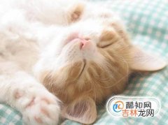 怎么判断小猫是否健康?