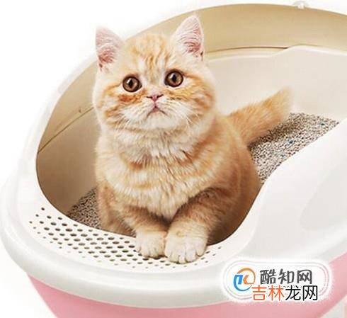 怎么判断小猫是否健康?