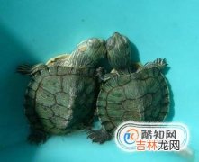 小乌龟吃什么适合小乌龟的食物?