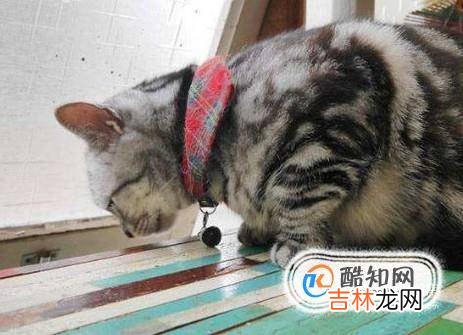 养猫需要注意哪些家里养猫需要注意什么?