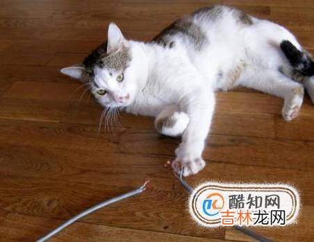 养猫需要注意哪些家里养猫需要注意什么?