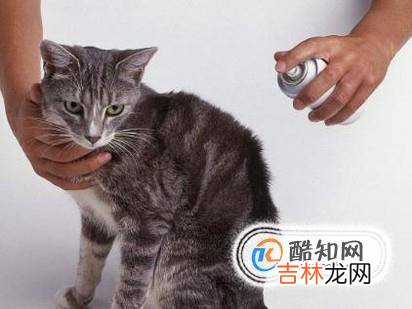 养猫需要注意哪些家里养猫需要注意什么?