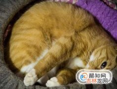 养猫需要注意哪些家里养猫需要注意什么?