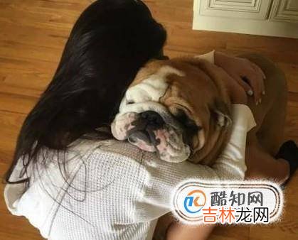 狗狗喜欢主人的表现有哪些?
