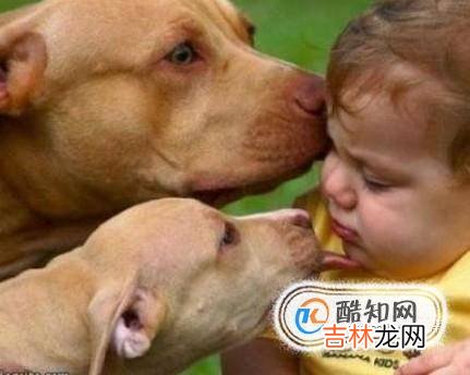 狗狗喜欢主人的表现有哪些?