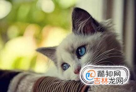 猫咪打喷嚏能自己好吗猫咪老是打喷嚏怎么办?