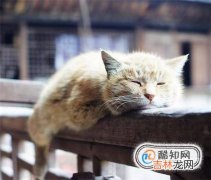 猫咪打喷嚏能自己好吗猫咪老是打喷嚏怎么办?