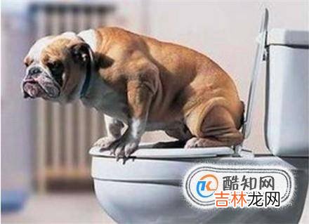 上班族如何养狗?