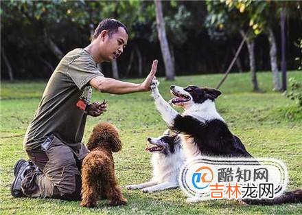 上班族如何养狗?