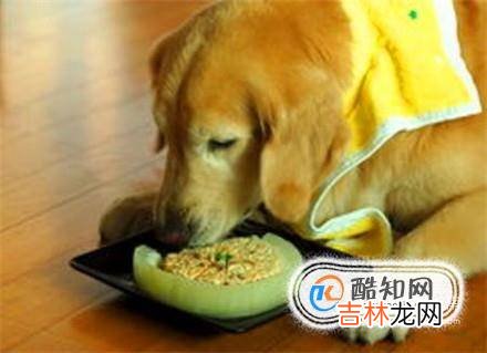 上班族如何养狗?