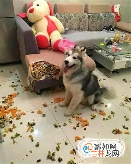上班族如何养狗?