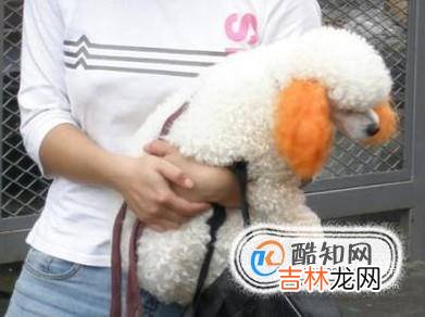 狗狗凶主人怎么办狗狗对主人凶怎么办?