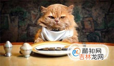 怎么养好一只猫?