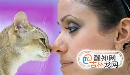 怎么养好一只猫?