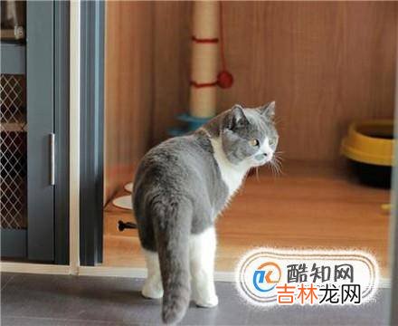 怎么养好一只猫?