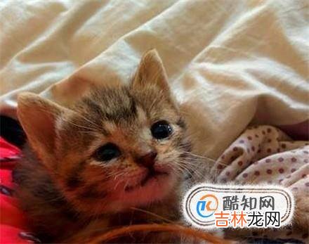 没有睁眼的小奶猫能养活吗?