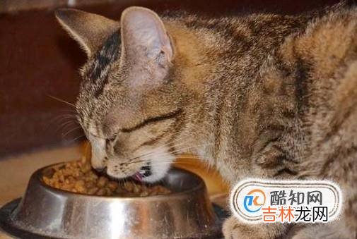 如何判断母猫是不是怀孕以及怀孕注意事项?