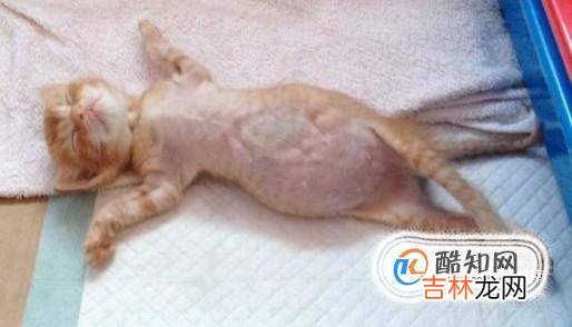 如何判断母猫是不是怀孕以及怀孕注意事项?
