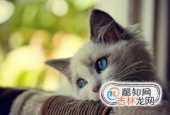 猫咪消化不良怎么办猫咪消化不良吃什么?